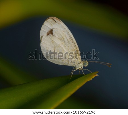 Closeup of white butterfly on green leaf. Selective focus and crop fragment.