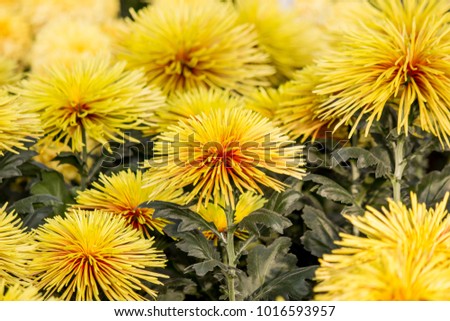Chrysanthemum Chispa.Chispa means ‘sparkle’ in Spanish and that describes this yellow-bronze flower with its beautiful contrast perfectly. 