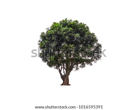 Beautiful shape of green tree isolated on white background.