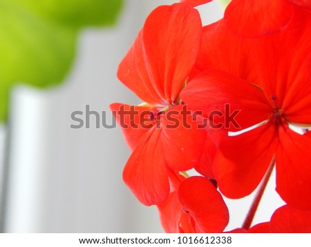 Close up picture of a red flower geranium. Breath of life. Bud with stamens and pestle near