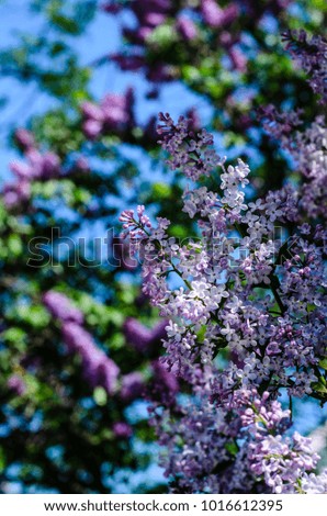 Blossoming branches of the lilac tree on spring
