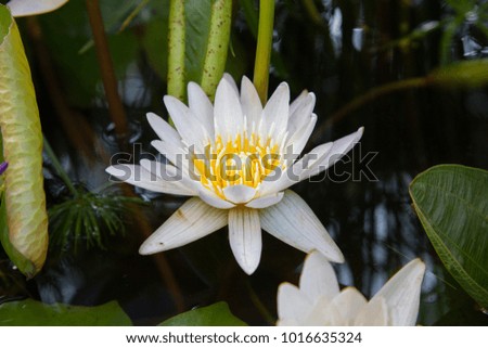 white lotus with green leaf.