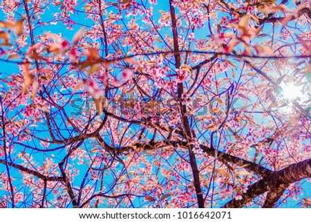 Wild Himalayan Cherry with blue sky background. Thai sakura blooming during winter in Thailand