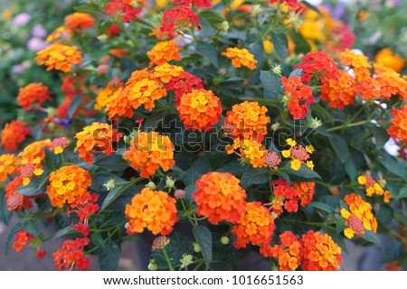 Beautiful of Spanish Flag (Lantana camara or Phakakrong ) with orange color. It is a species of flowering plant in the verbena family and it's a favorite species for butterflies. Royalty-Free Stock Photo #1016651563