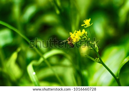 Honey bee seeking nectar from center of yellow flower 