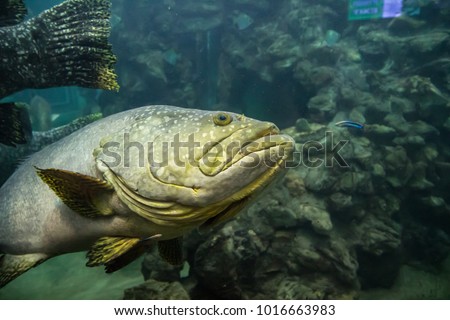 The giant grouper (Epinephelus lanceolatus), also known as the brindlebass, brown spotted cod, or bumblebee grouper, and Queensland grouper in aquarium, Show big mouth, Head, Eyes and face.
