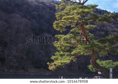 Pine tree in japan
