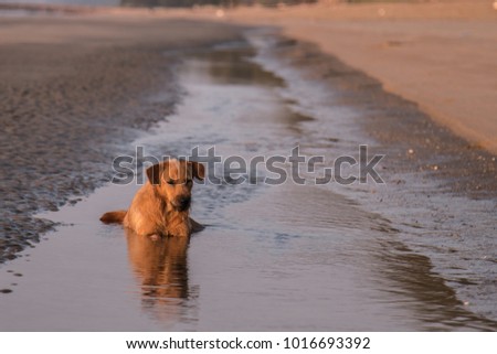 Image of happy dog lifestyle at the beach with beautiful pastel sky background. Image of dog sitting on beach with copy space. Friendship concept.