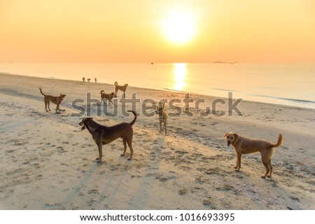 Image of happy dogs lifestyle at the beach with beautiful pastel sky and orange sunrise background. Image of dogs having fun together at seaside with copy space. Friendship concept.