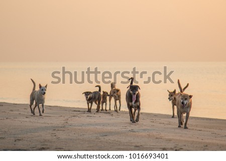 Image of happy dogs lifestyle at the beach with beautiful pastel sky sunrise background. Image of dogs having fun together at seaside with copy space. Friendship concept.