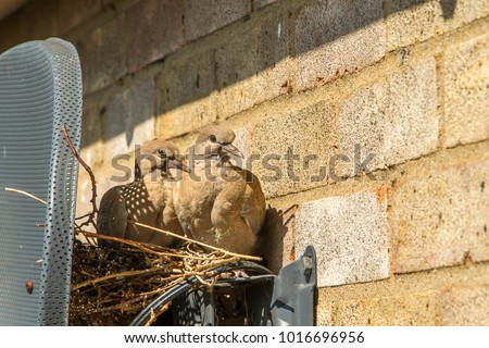 A pair of Turtle (Ring-necked) Dove fledglings look out from the seemingly well built nest, at the back of my satellite dish, and all without interruption to my picture or their wellbeing.