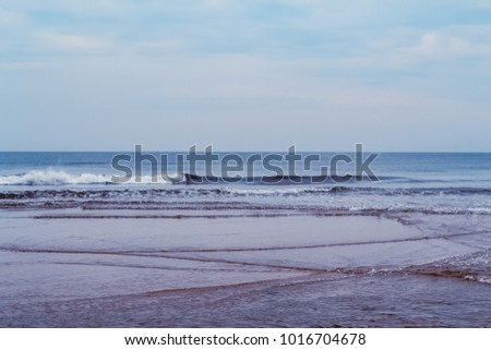 Flock of Seagulls on a Beach
