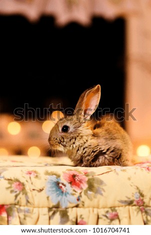 A lovely picture of a grey rabbit profile on a flower pillow. Gray rabbit by the fireplace.