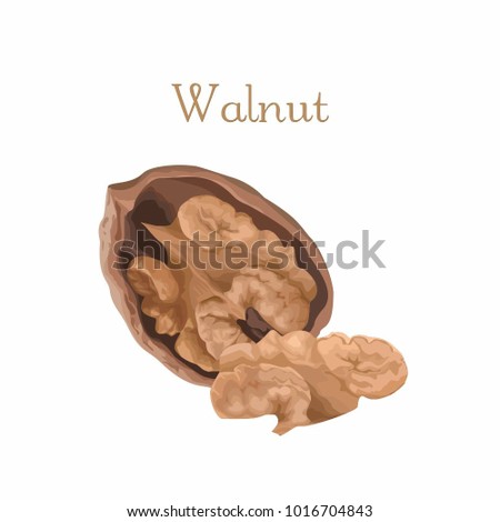 vector illustration of isolated walnut in the open shell 