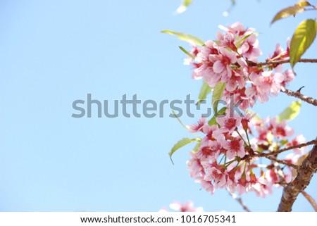  Pink Flower blossom Royalty-Free Stock Photo #1016705341
