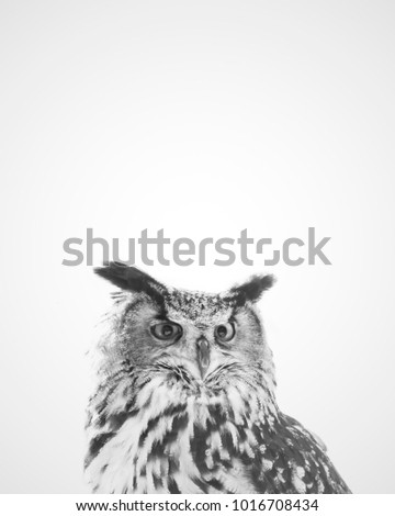 Peeking owl in black and white
