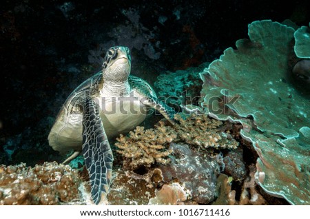 Green sea turtle (Chelonia mydas). Bohol, Philippines