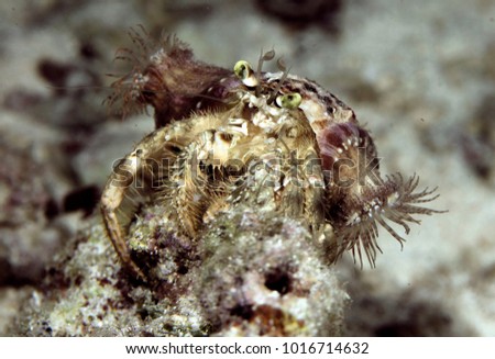 Anemone hermit crab. Bohol, Philippines