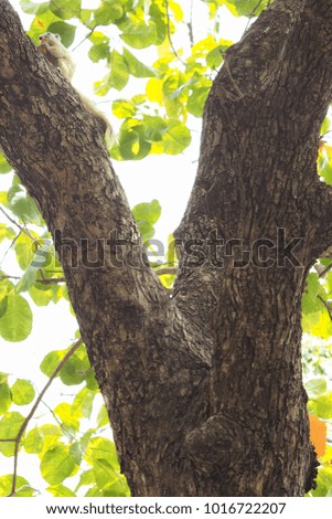 skeleton  of big tree with green tiny leave blurred background and small squirrel eating concept natural , survival , life and safe world