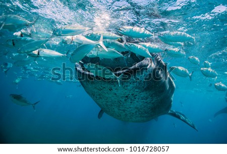 Whale shark in Oslob, Philippines