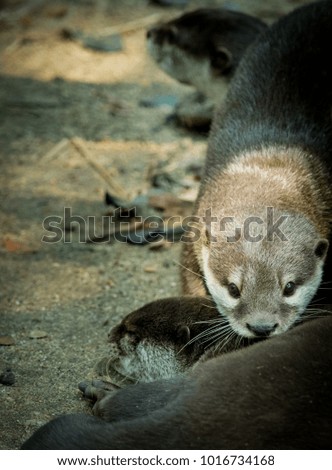 oriental small-clawed otter, Asian small-clawed otter (Aonyx cinereus)