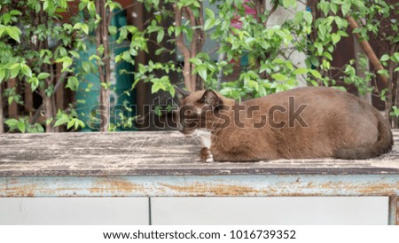 Cats sitting on wooden balconies