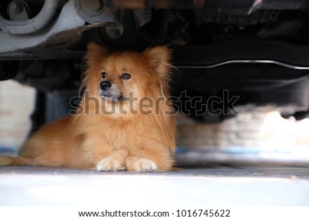 Pomeranian dog sitting under car in garage