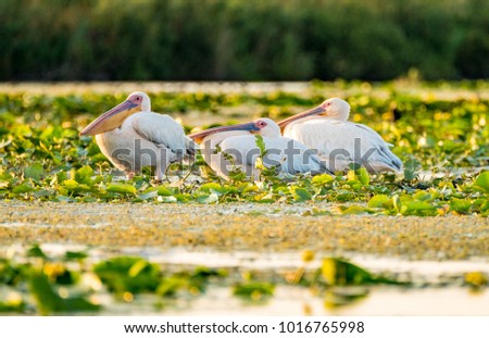 Sleeping Pelicans in Danube Delta