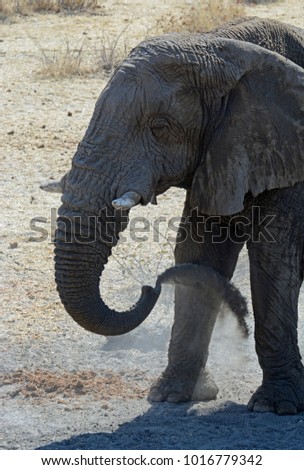 A large bull Elephant takes a dust bath at the Olifantsrus waterhole in the western sector of the Etosha National Park, Namibia 