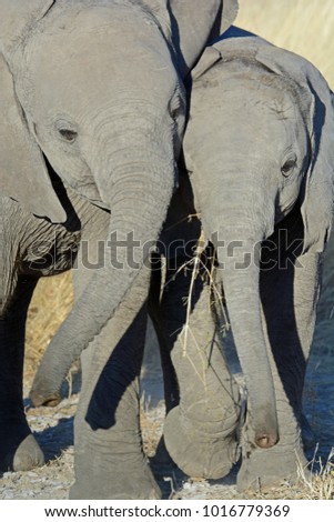 Two small Elephant calves play with each other in the Etosha National Park, Namibia 