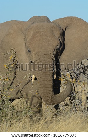 An Elephant eats the twigs of a thorny acacia bush in the Etosha National Park, Namibia 