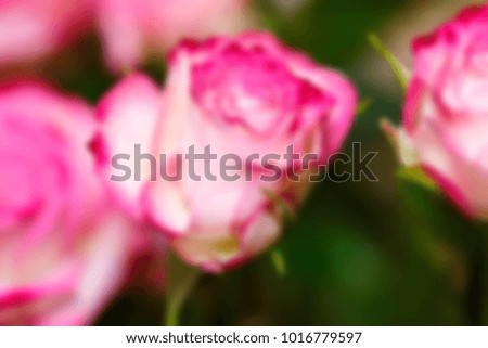 bush roses. Blurred Background