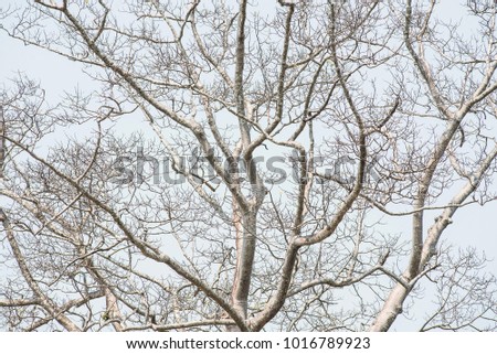 Beautiful branches shape of tree