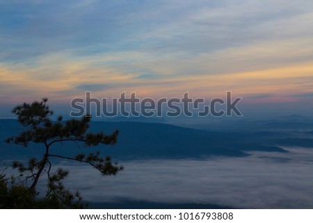The pine and mountains in the mist sunrise, on Phu Kradueng national park of Loei province of Thailand.
