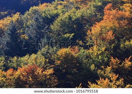 Fall colors in autumn