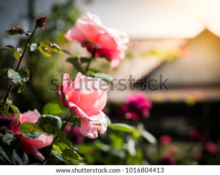 Beautiful rose in the garden with flare.