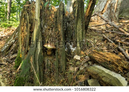 Mushrooms growing in a dark mixed forest in east Europe