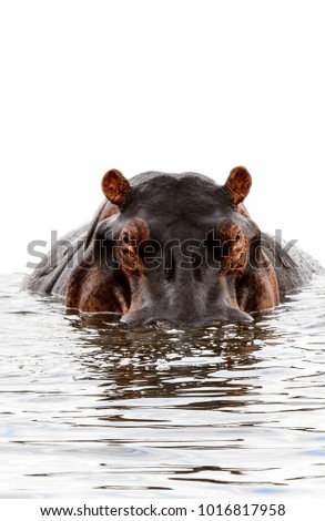 Hippopotamus looke angry in the water isolated on the white background