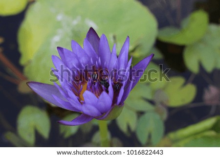 Lotus and bee  Lotus Purple Lotus