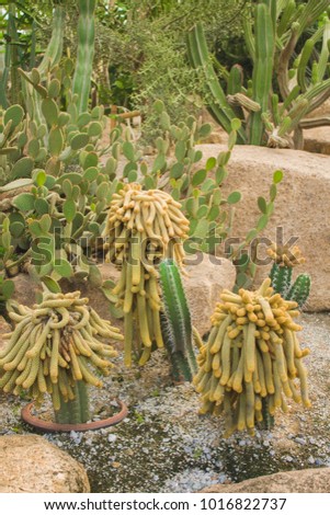 Cactus with long stems in the garden.