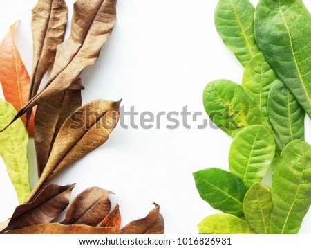 leafs frame abstract background isolated on white