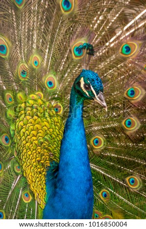 Beautiful picture of peacock 