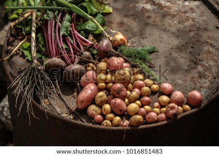 fresh vegetables: beets, carrots, onions, garlic, potatoes, dill greens and parsley (harvest)
