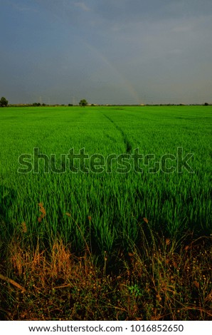 Beautiful green rice field in Thailand. Background is sky after rain stopped and have rainbow in picture.