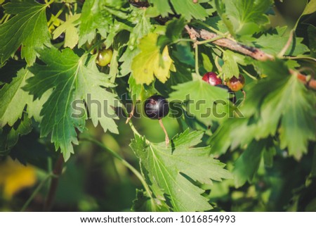 Fresh black currant - bush with fruits of currants
