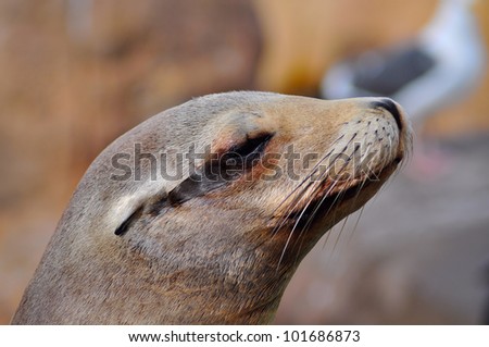 Common seal entertaining tourists