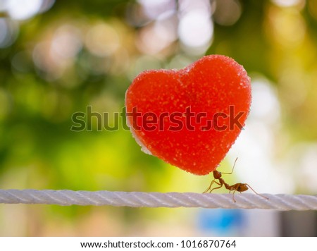 ants carry heart on white rope in green background 