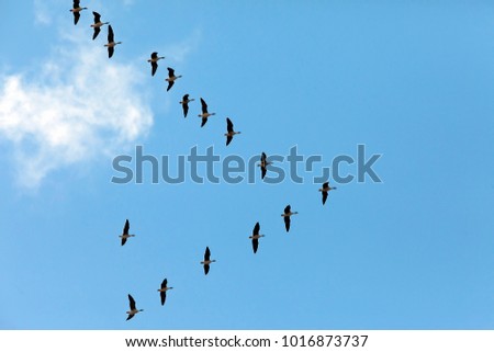 a flock of wild ducks flying on blue sky background with clouds, the autumn migration of wild ducks in the sky