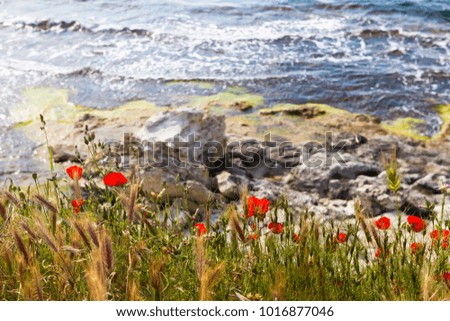 Crimea, Russia. Flowering poppies against the background of the sea, an ancient city in the territory of Sevastopol.