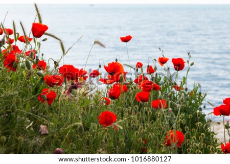 Crimea. Flowering poppies against the background of the sea.